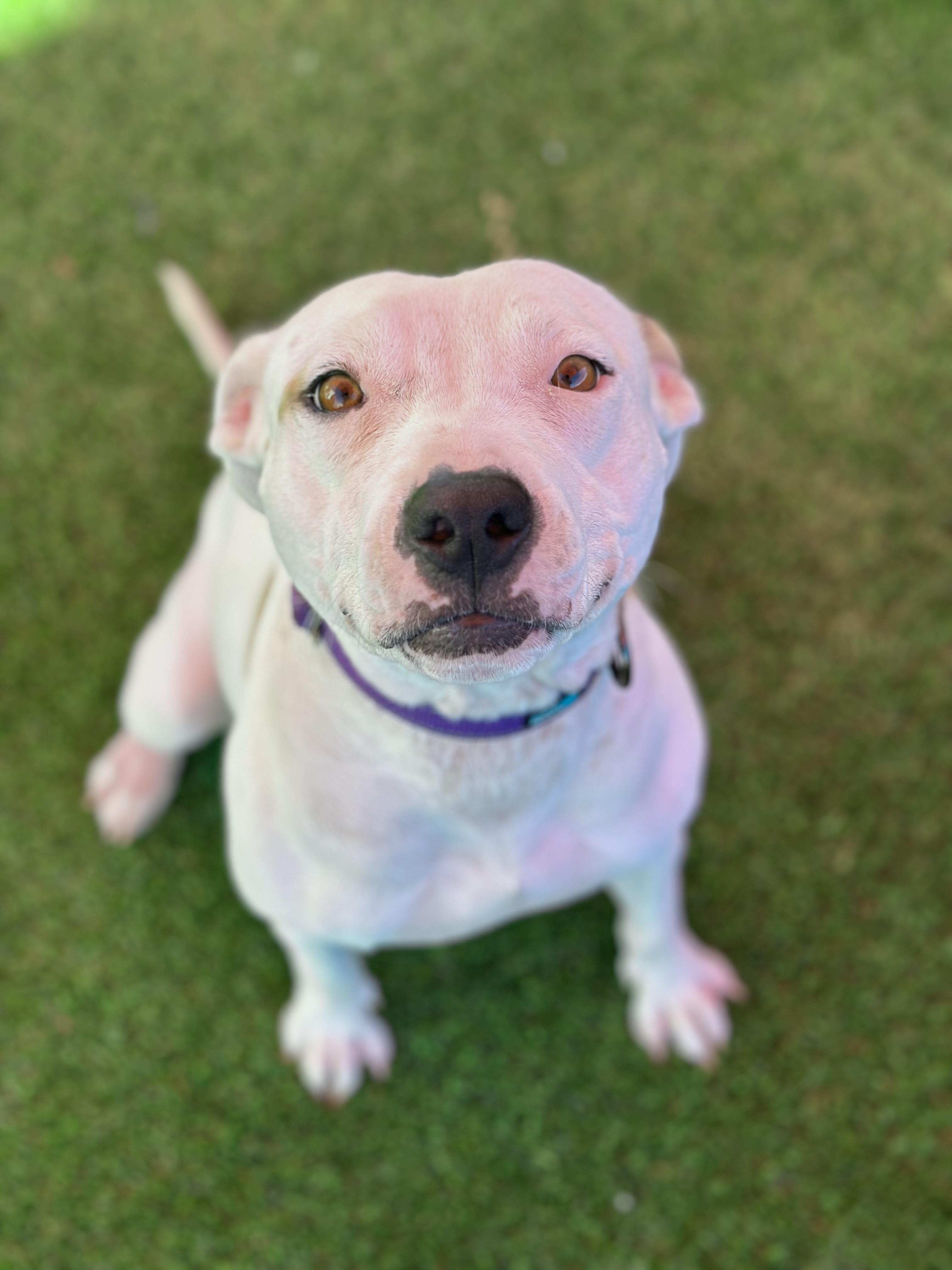 Peaches, a Adoptable mixed breed in Glendale, AZ image 1/4