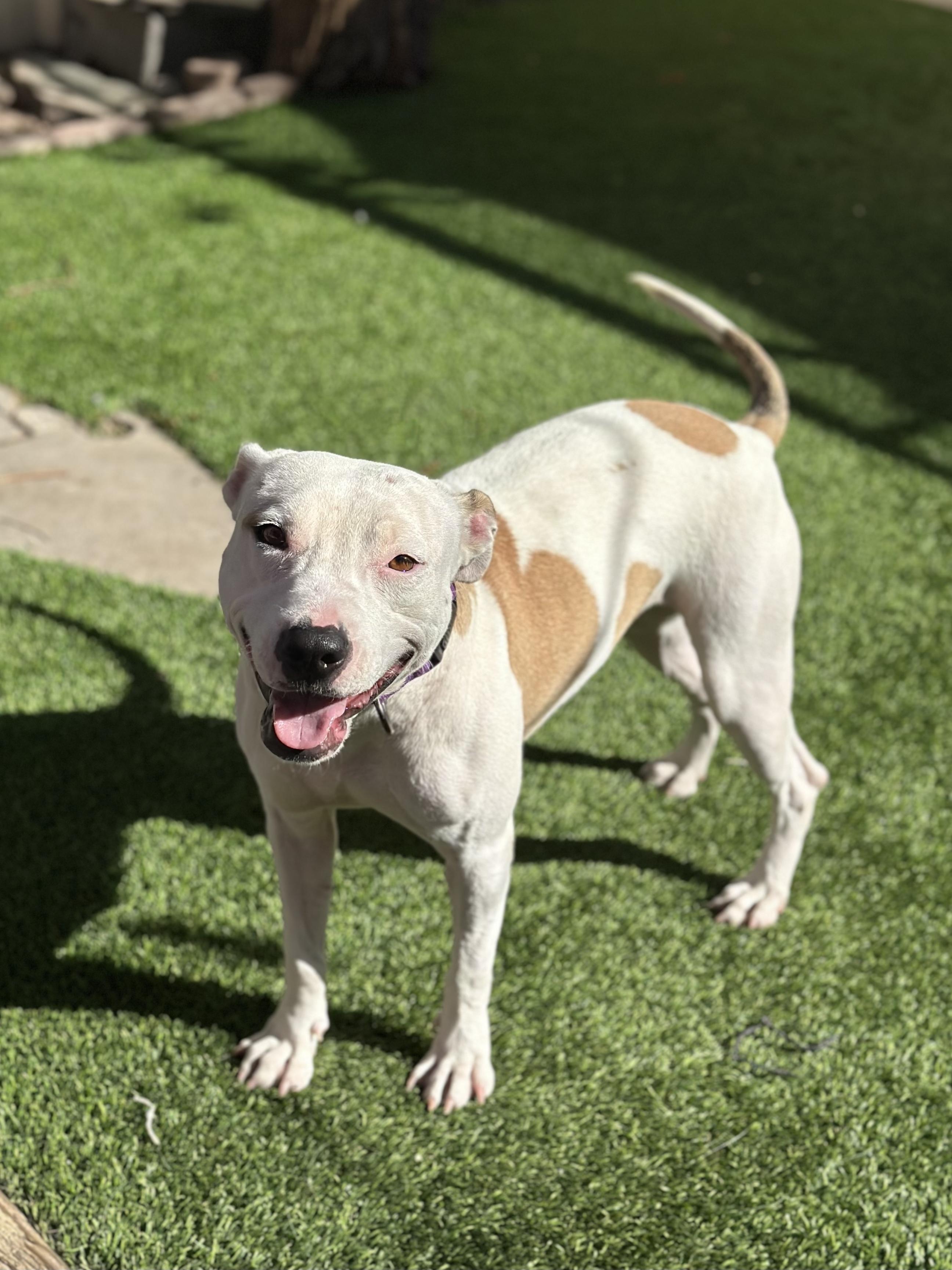 Peaches, Adoptable, Adult Female American Staffordshire Terrier.