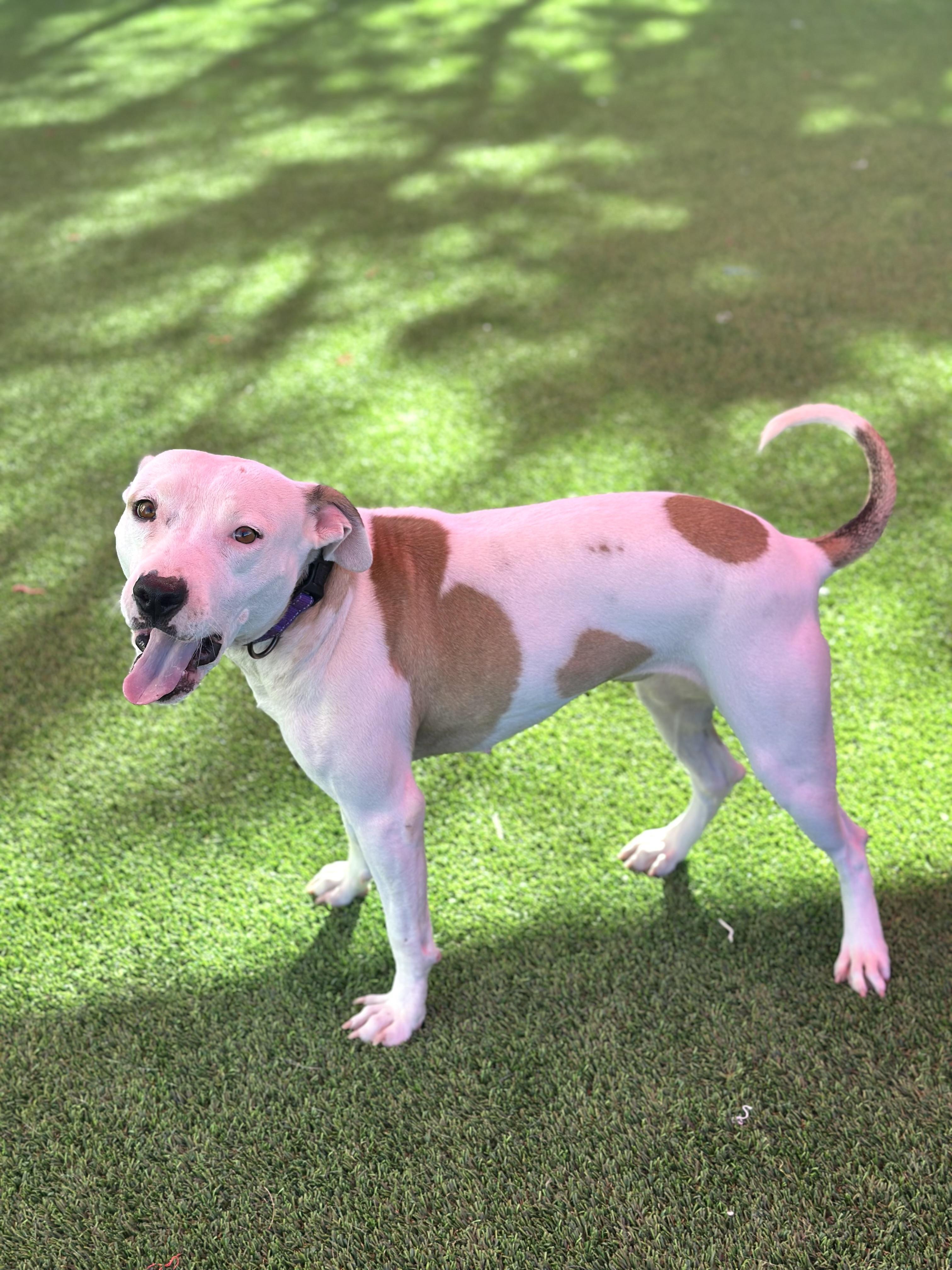 Peaches, a Adoptable mixed breed in Glendale, AZ image 3/4