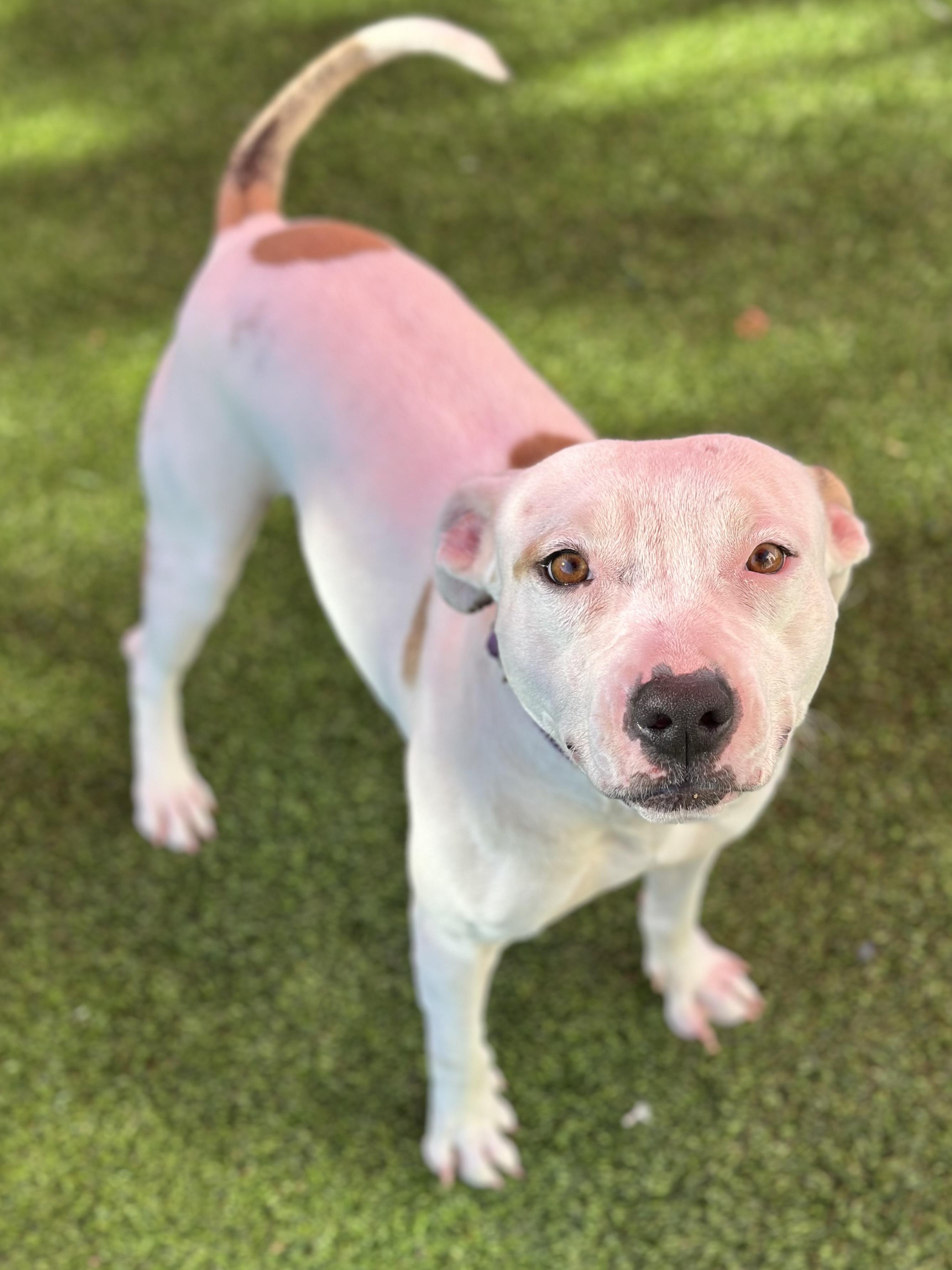 Peaches, a Adoptable mixed breed in Glendale, AZ image 4/4