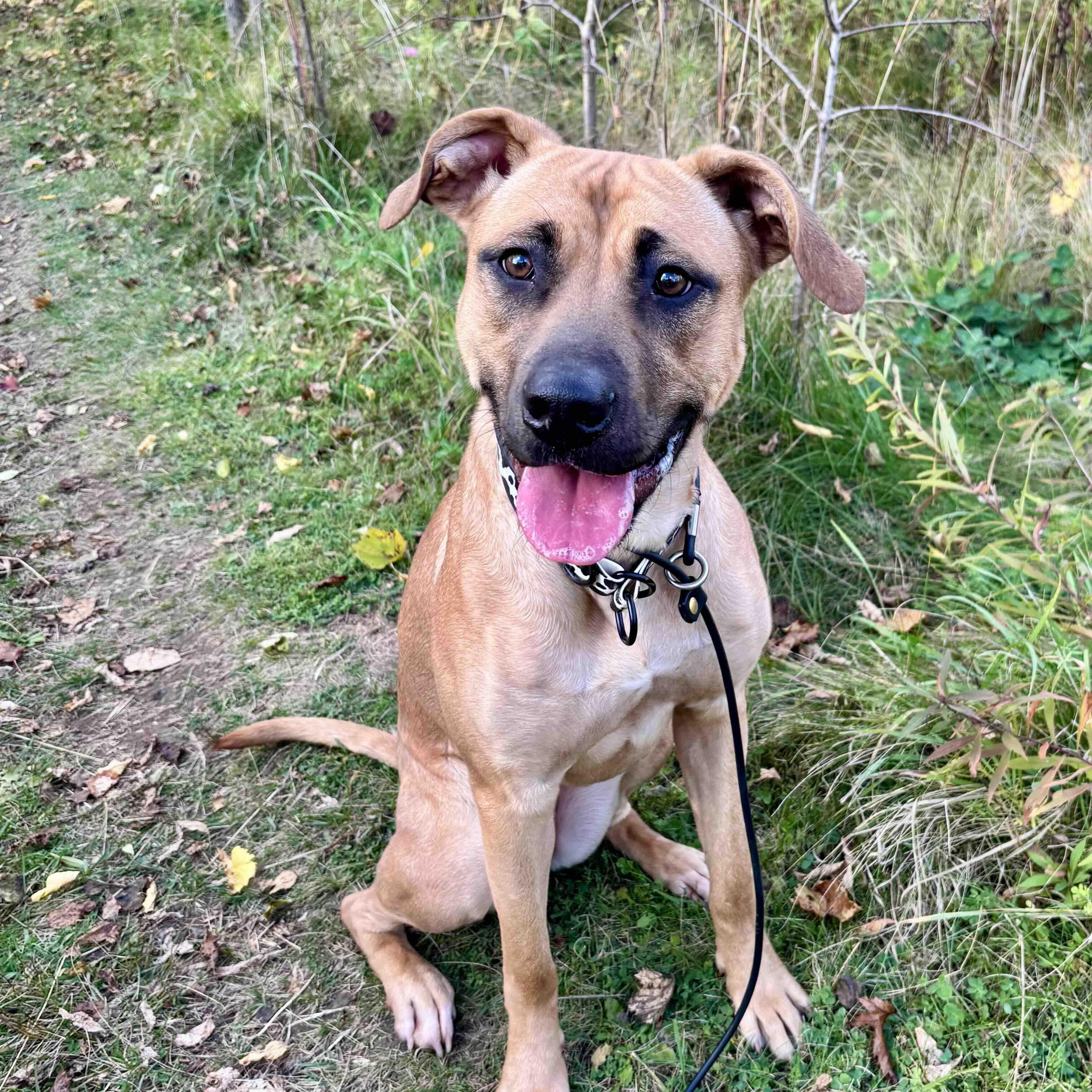 Enlarge Arabella, a Adoptable Mixed Breed in Aurora, ON image 5/6