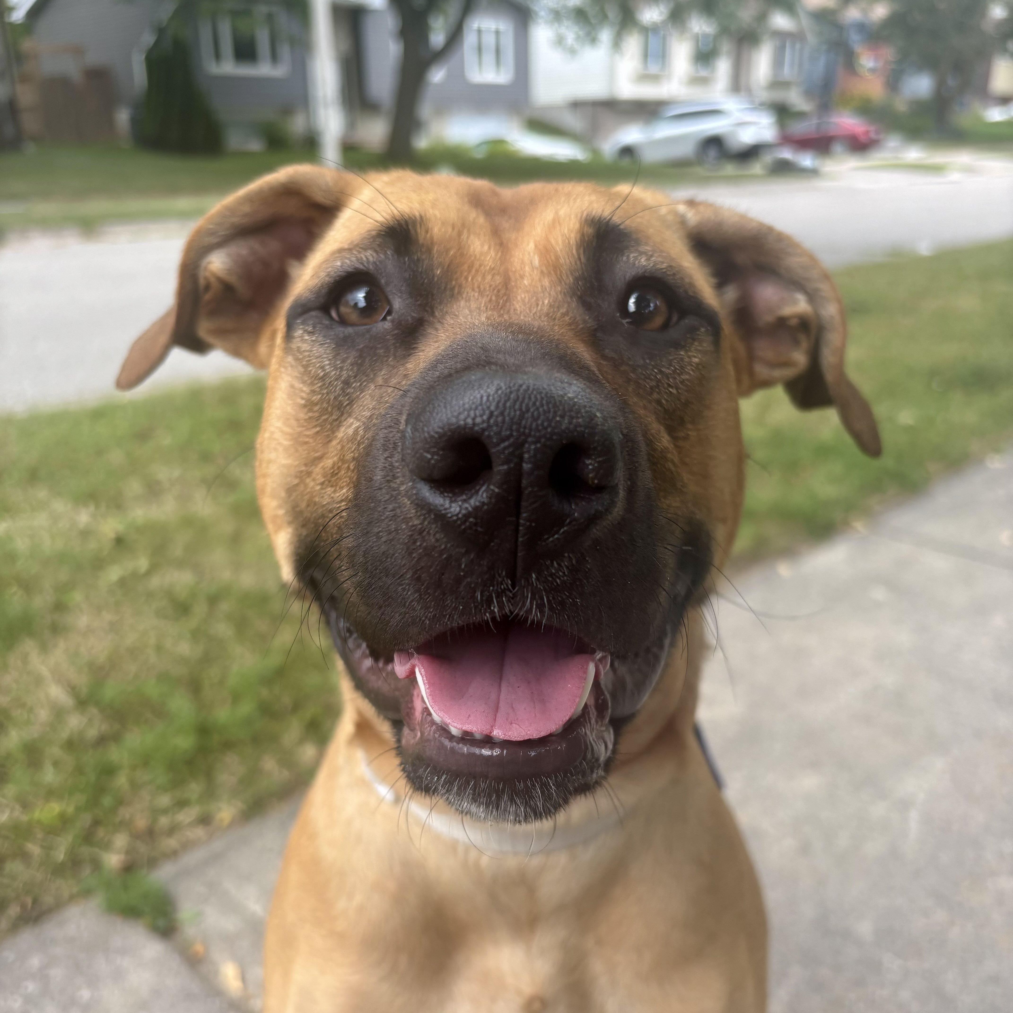 Enlarge Arabella, a Adoptable Mixed Breed in Aurora, ON image 1/6