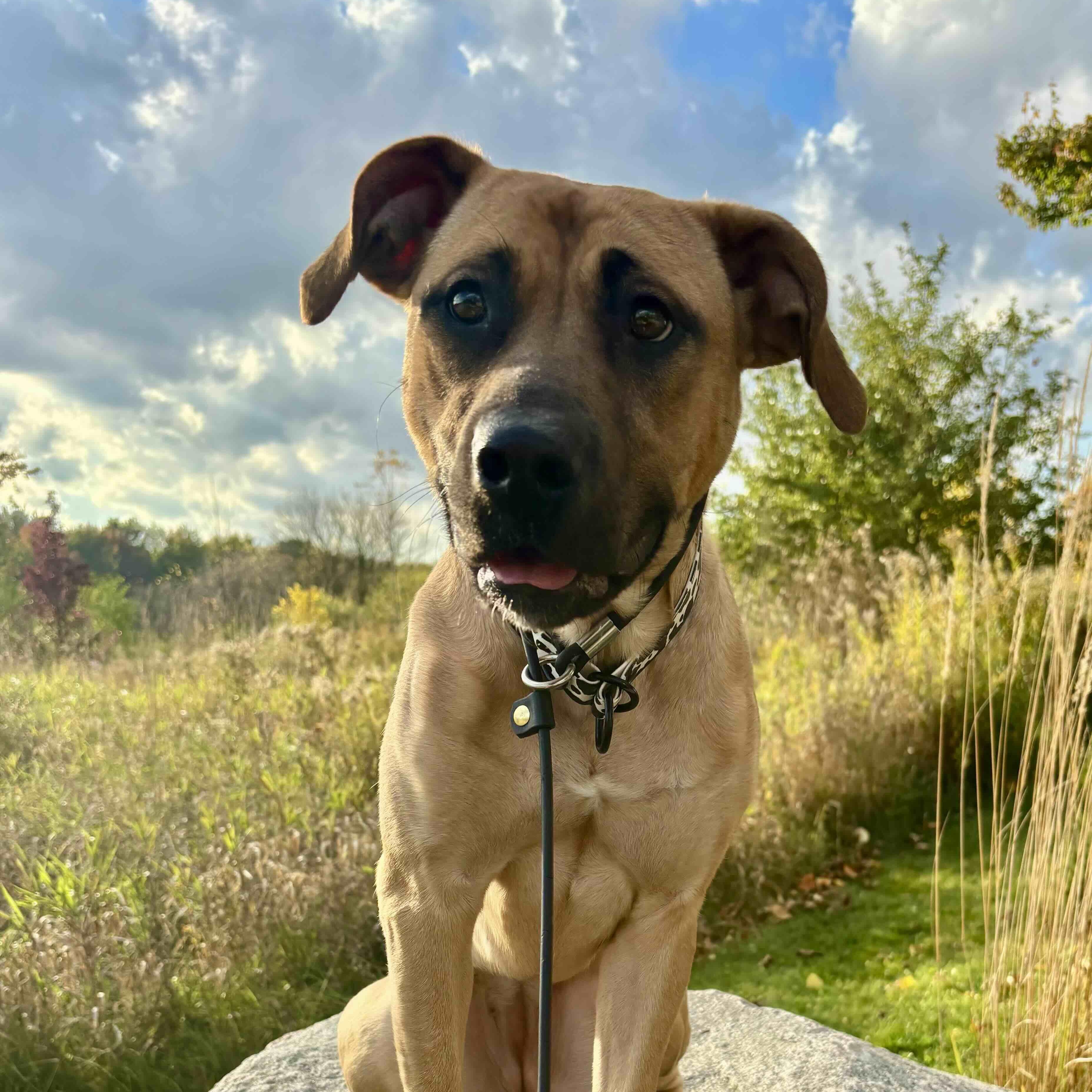 Enlarge Arabella, a Adoptable Mixed Breed in Aurora, ON image 6/6