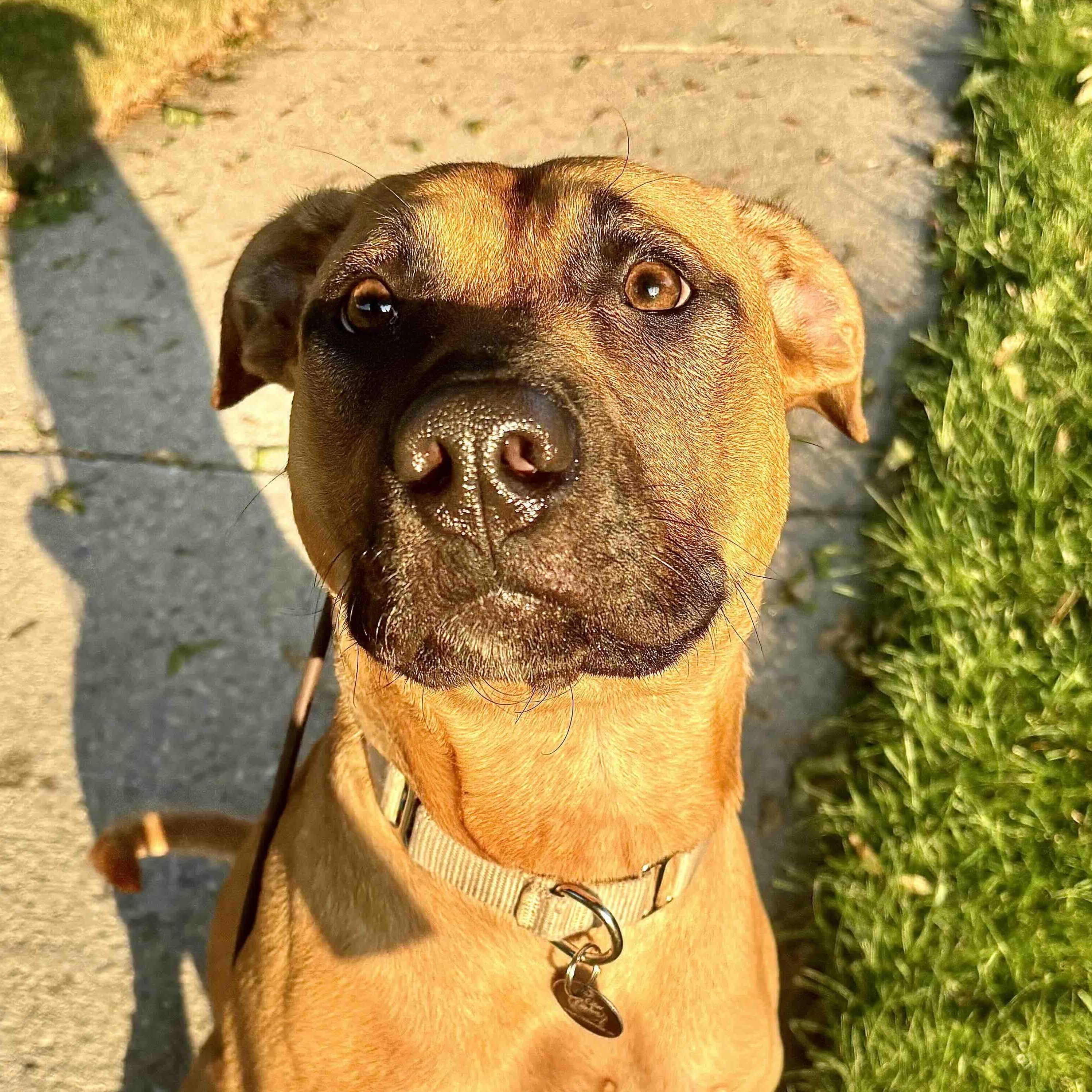 Enlarge Arabella, a Adoptable Mixed Breed in Aurora, ON image 4/6