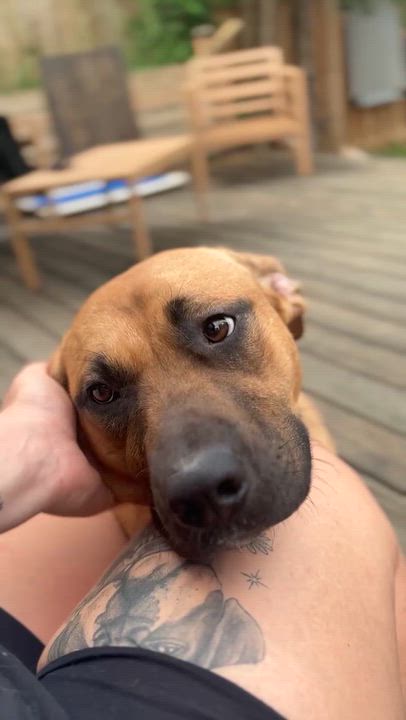 Enlarge Arabella, a Adoptable Mixed Breed in Aurora, ON video 3/6
