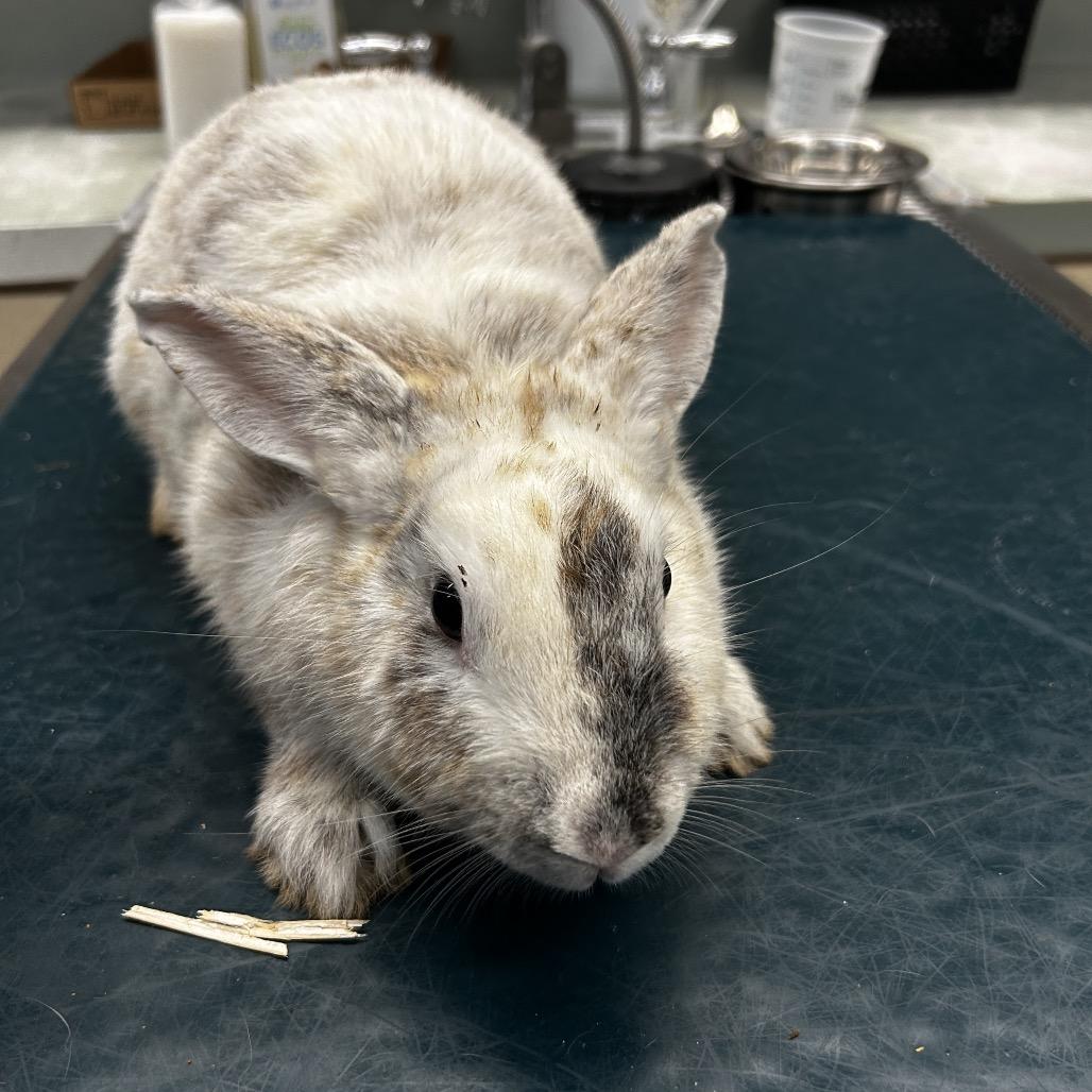 Drew Bunnymore, Adoptable, Young Female Harlequin.