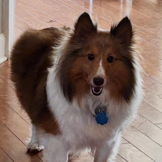 Enlarge Heidi, an adoptable Shetland Sheepdog / Sheltie in Charlotte, NC image 1/1