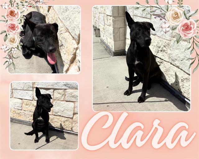 CLARA, Adoptable, Young Female Labrador Retriever & Mixed Breed.