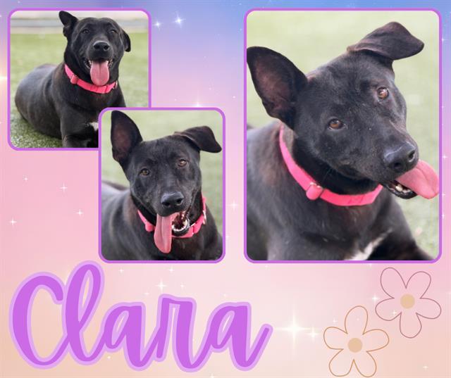 Enlarge CLARA, a Adoptable mixed breed in Pearland, TX image 1/1