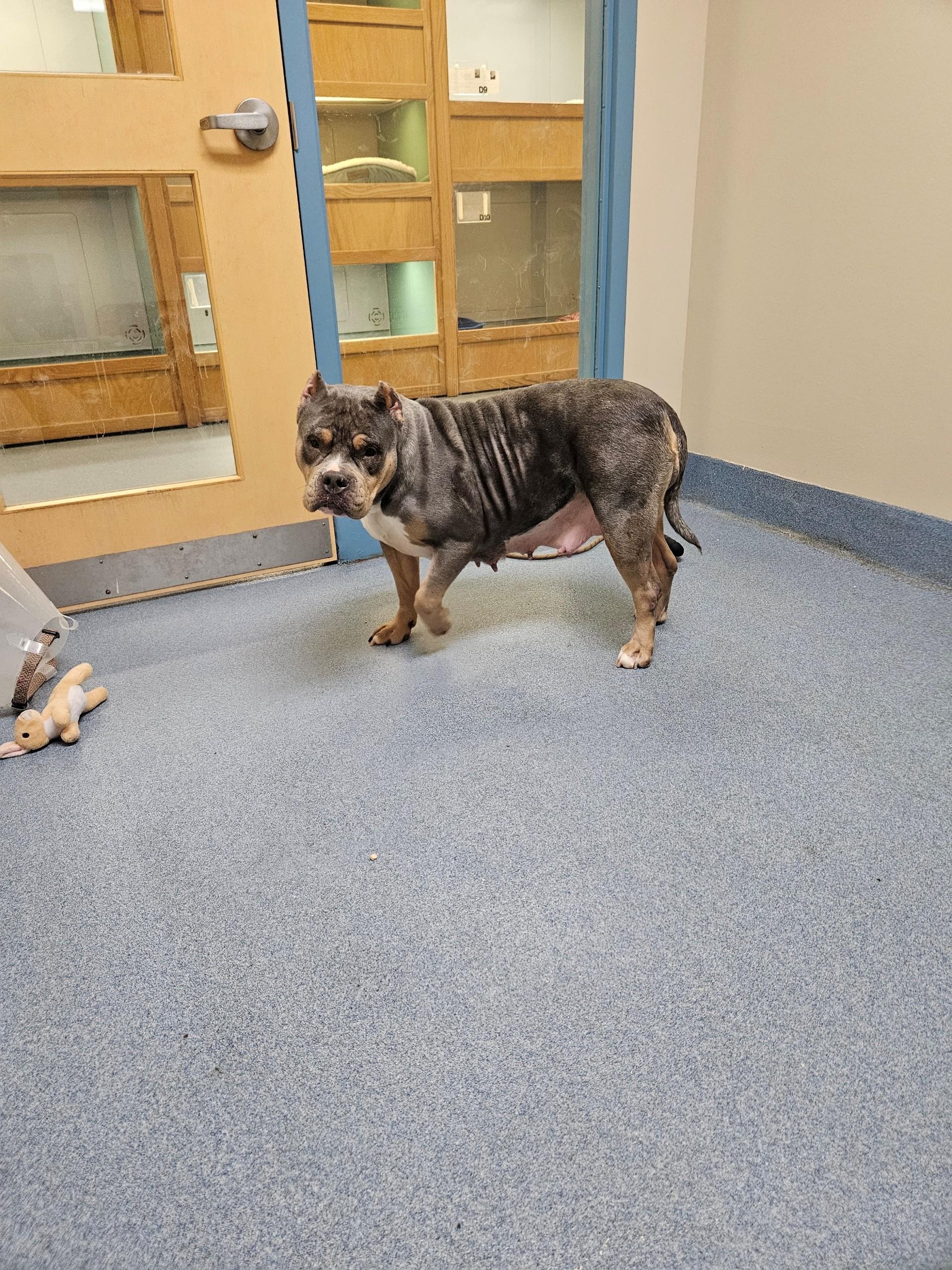 Enlarge Mama June, a ADOPTABLE Pit Bull Terrier in Suffolk, VA image 2/2