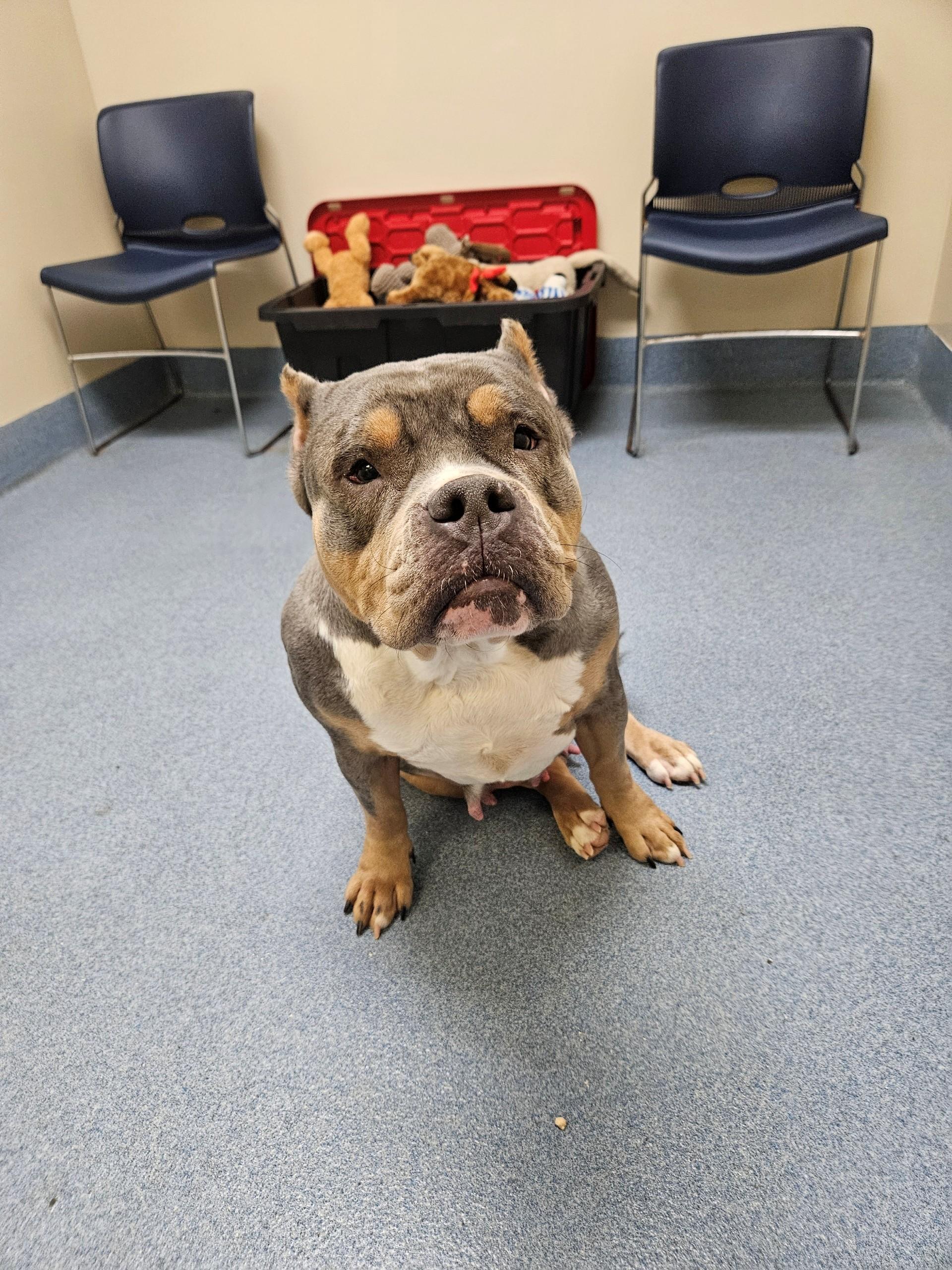 Enlarge Mama June, a ADOPTABLE Pit Bull Terrier in Suffolk, VA image 1/2