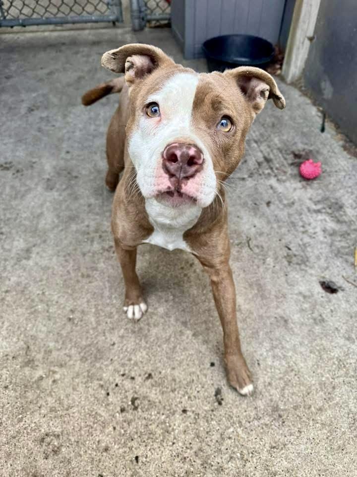 Talia, ADOPTABLE, Adult Female Pit Bull Terrier.