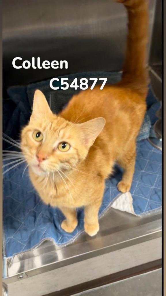Colleen, Adoptable, Young Female Domestic Short Hair.