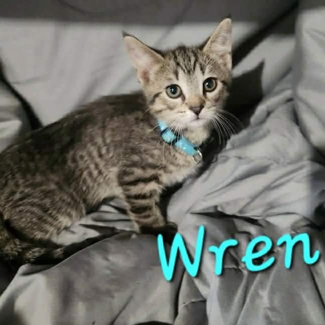 Wren, Adoptable, Kitten Male Domestic Short Hair & Domestic Short Hair.