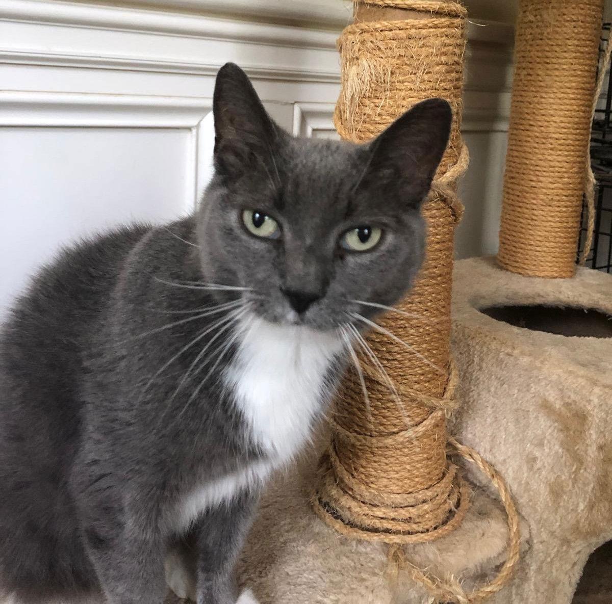 Gracie - Sponsored by Alison W., a Adoptable Domestic Short Hair in Markham, ON image 1/3