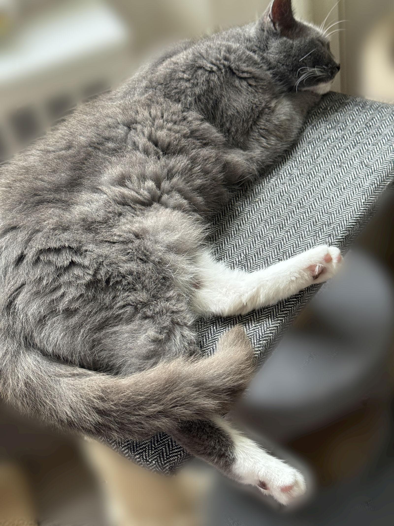 Gracie - Sponsored by Alison W., a Adoptable Domestic Short Hair in Markham, ON image 2/3