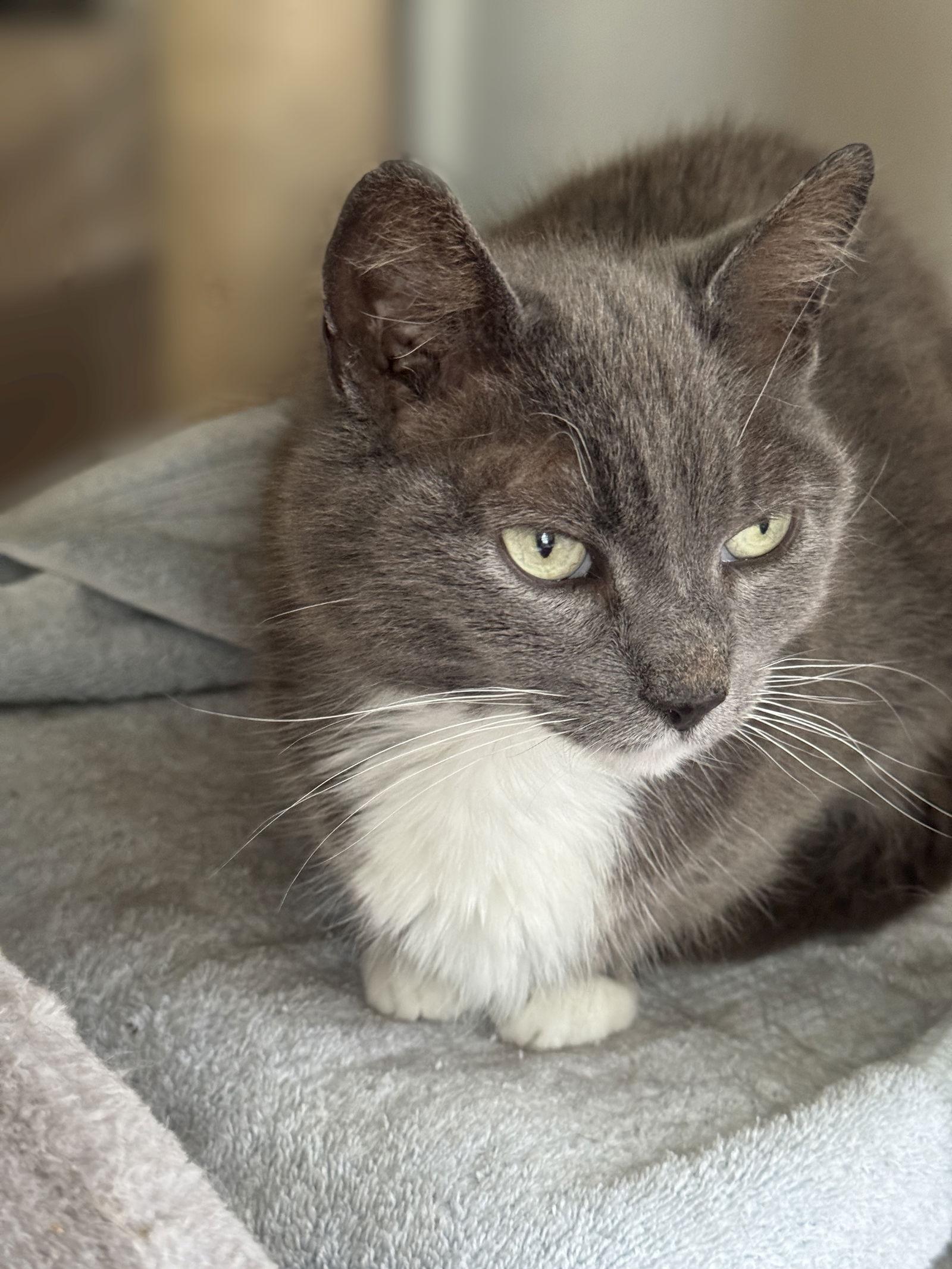 Gracie - Sponsored by Alison W., a Adoptable Domestic Short Hair in Markham, ON image 3/3