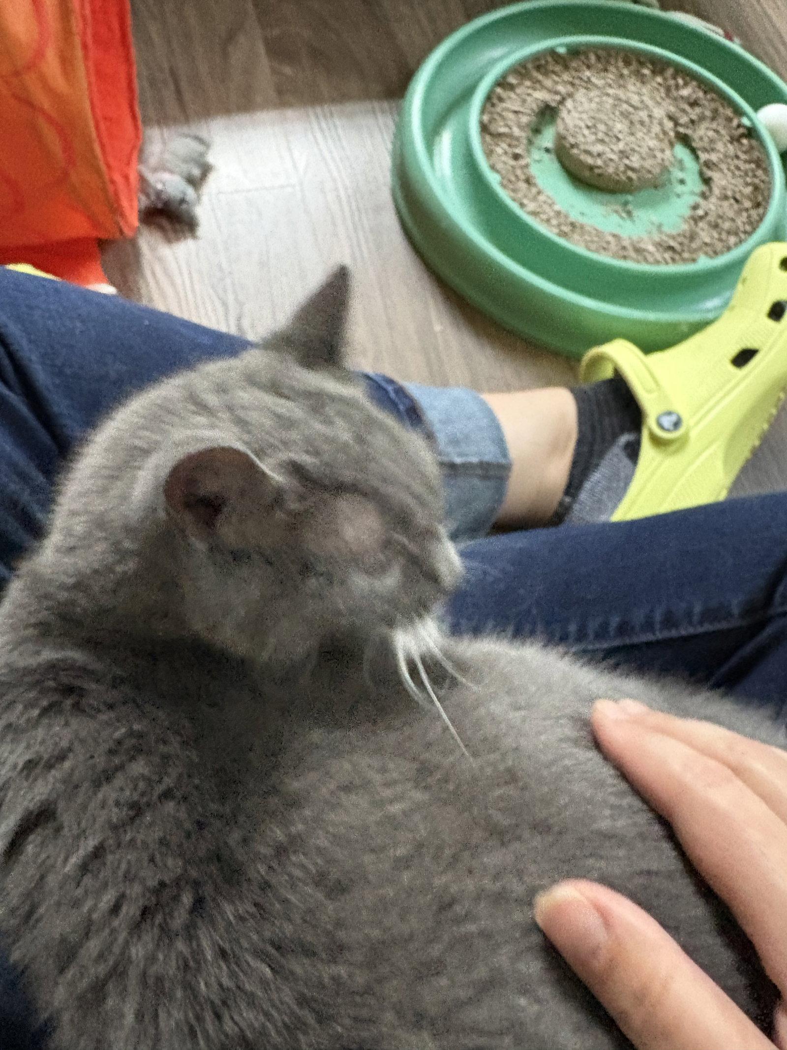 Enlarge Gracie - Sponsored by Alison W., a Adoptable Domestic Short Hair in Markham, ON image 3/3