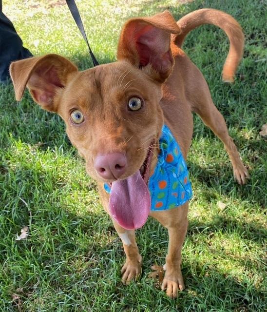 Enlarge Taco, a Adoptable mixed breed in Anderson, CA image 1/2