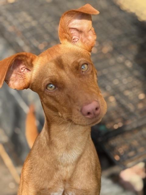 Enlarge Taco, a Adoptable mixed breed in Anderson, CA image 2/2