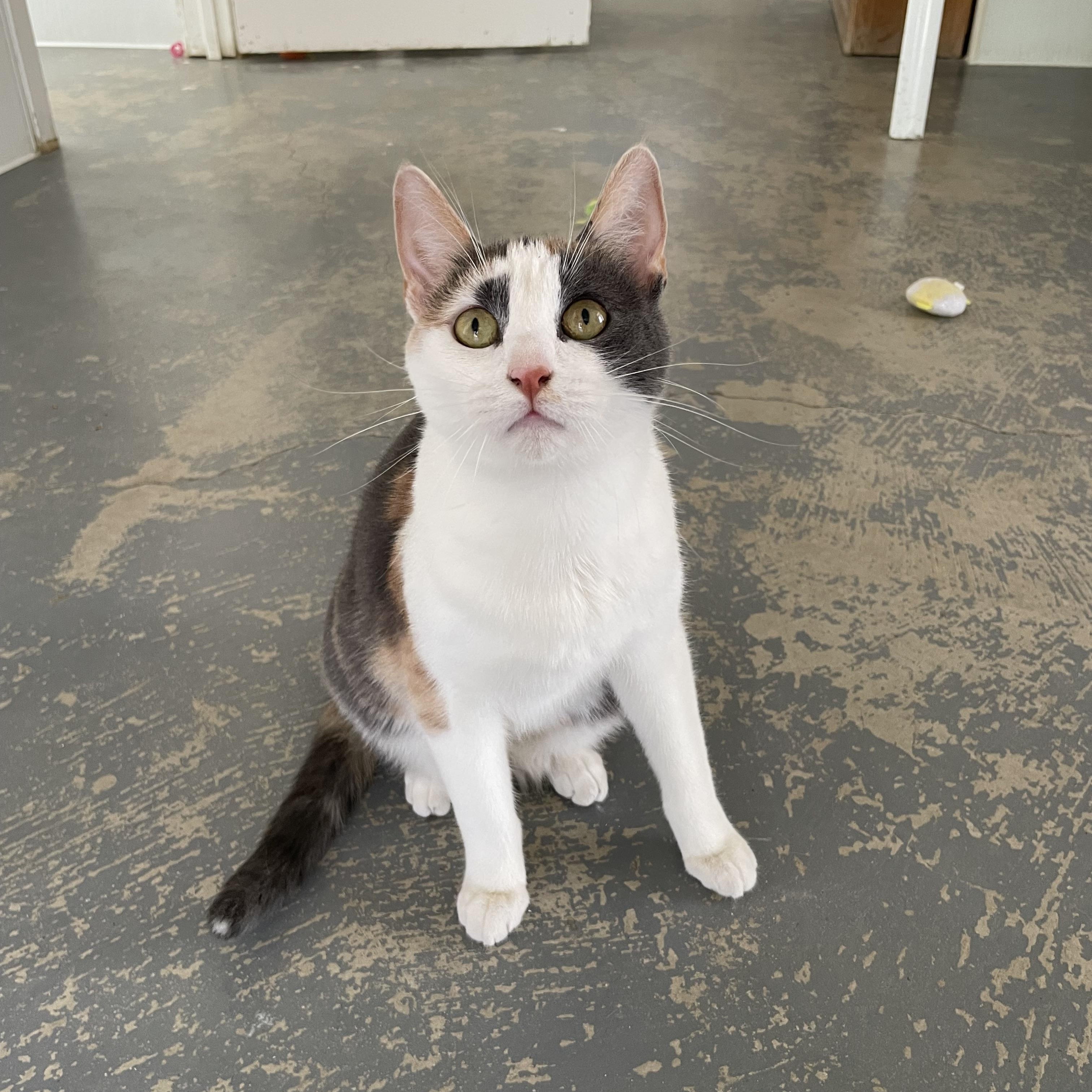 Enlarge Callie, an adopted mixed breed in Hollister, CA image 6/6
