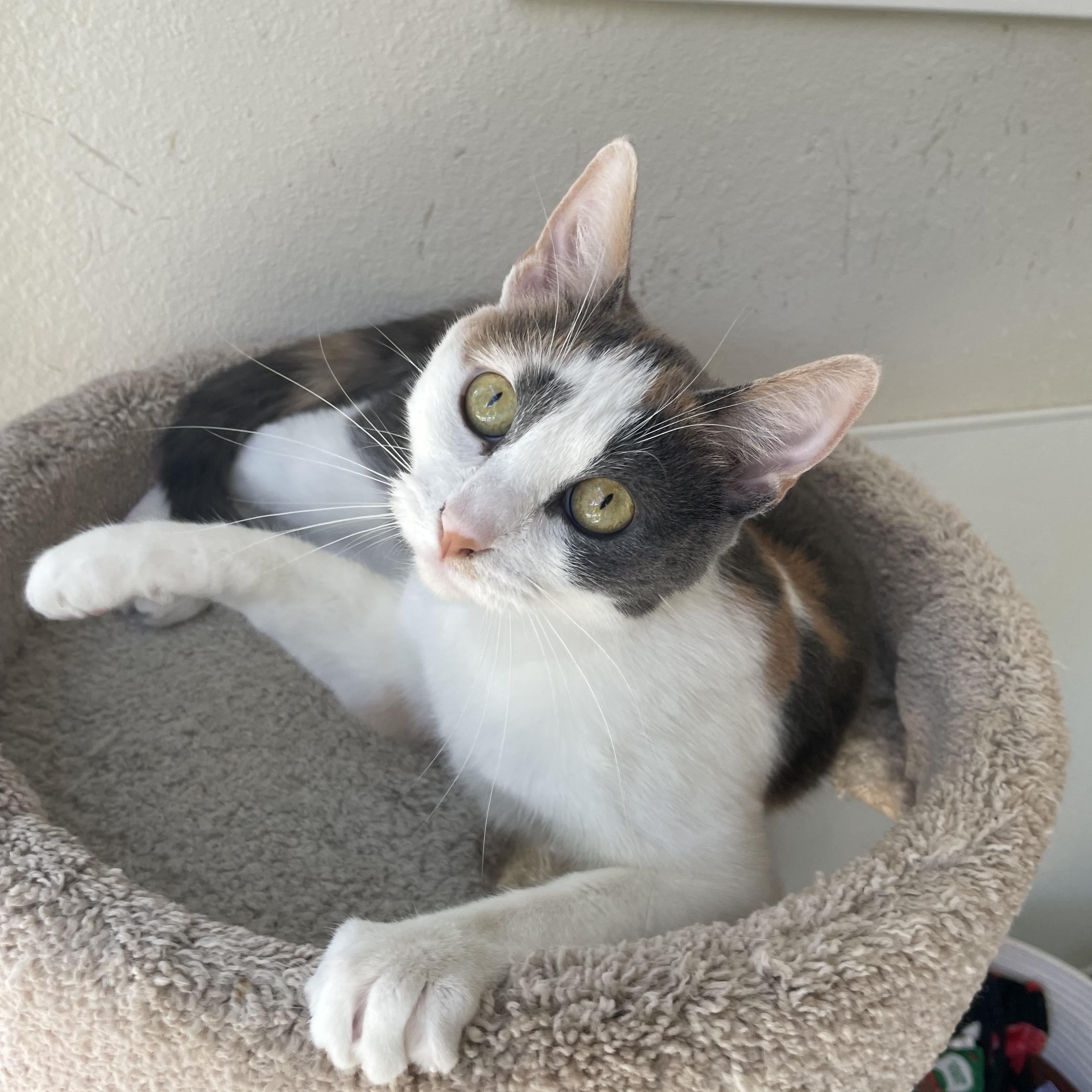 Callie, adopted, Young Female Domestic Short Hair & Dilute Calico.