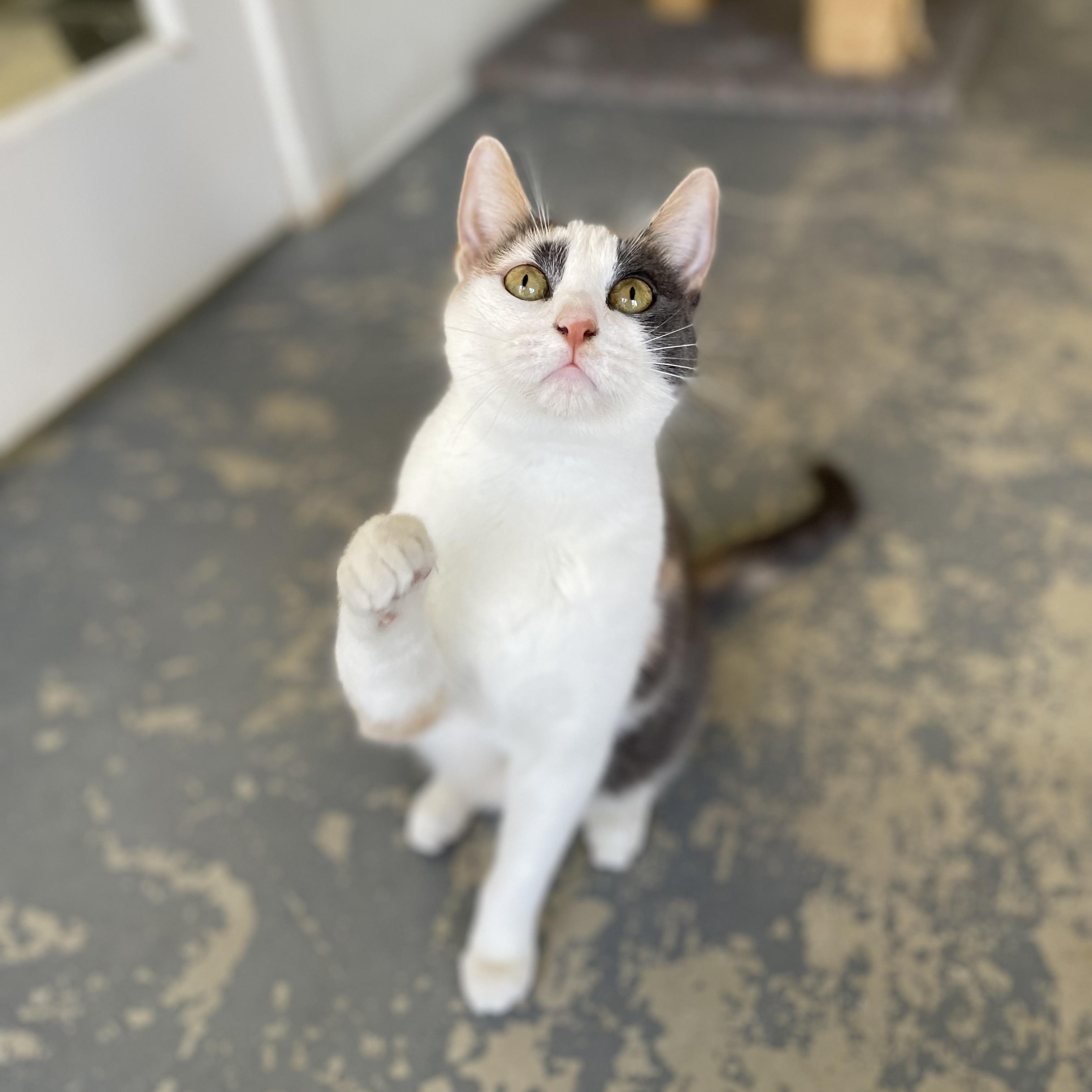 Enlarge Callie, an adopted mixed breed in Hollister, CA image 5/6