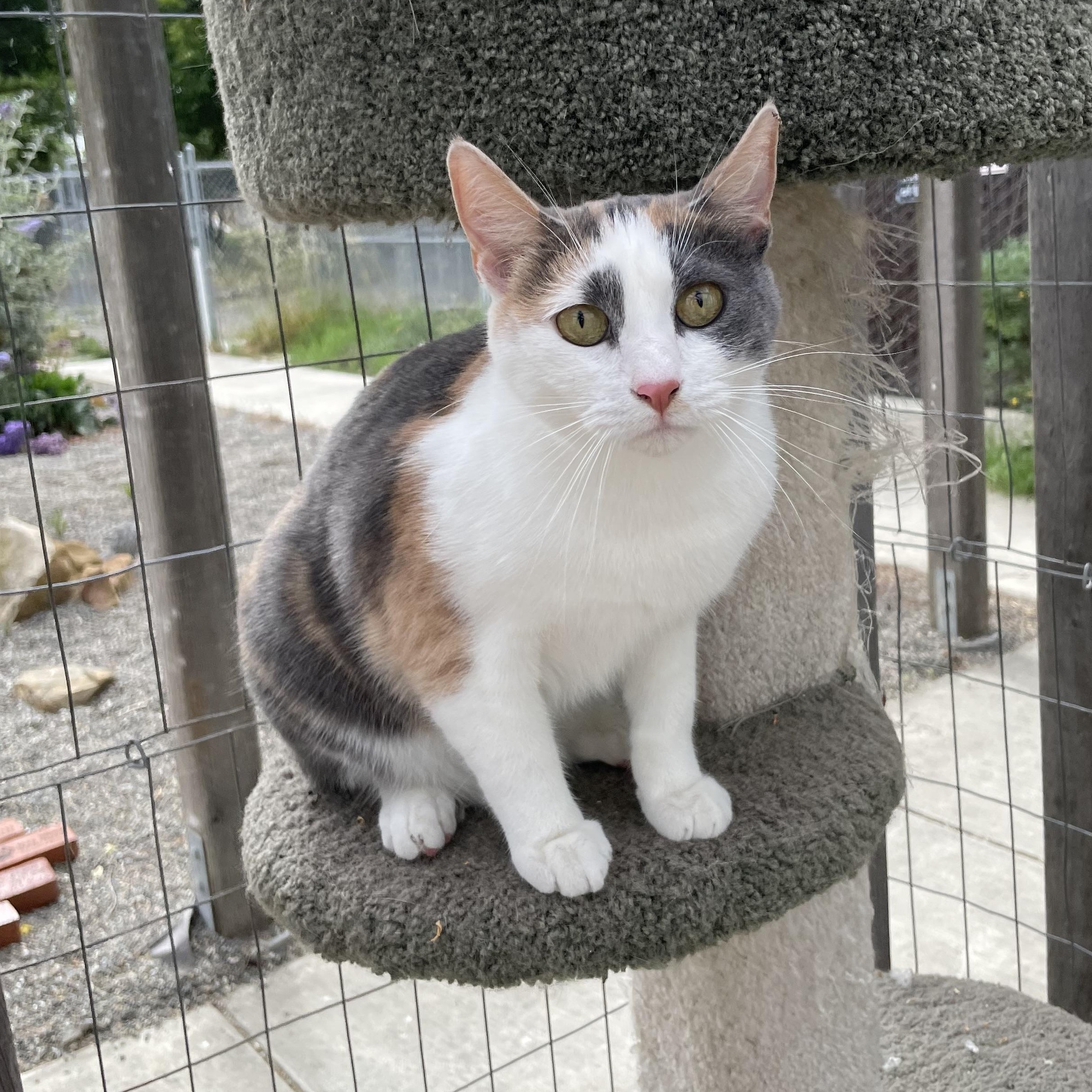 Enlarge Callie, an adopted mixed breed in Hollister, CA image 4/6