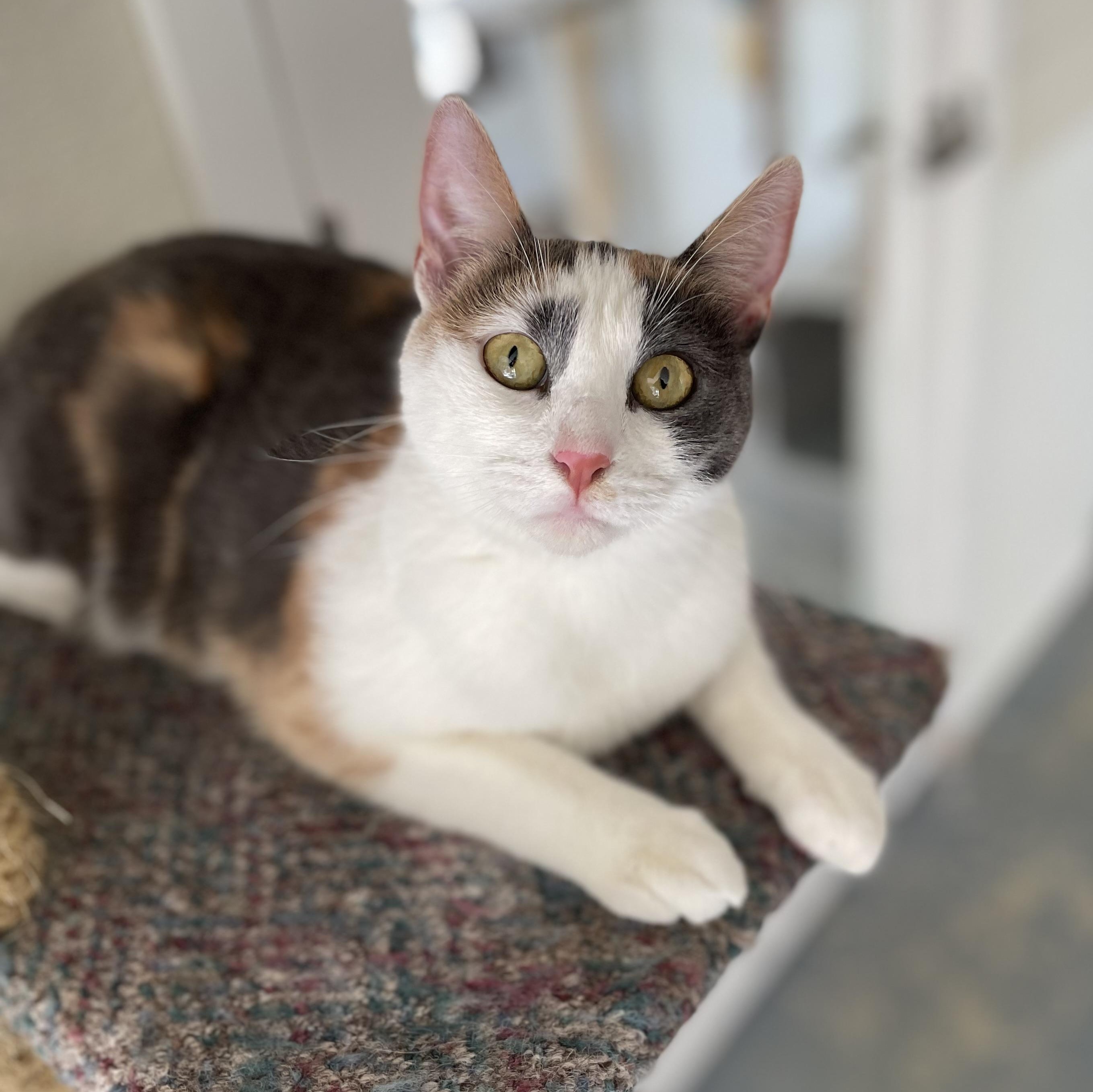 Enlarge Callie, an adopted mixed breed in Hollister, CA image 3/6