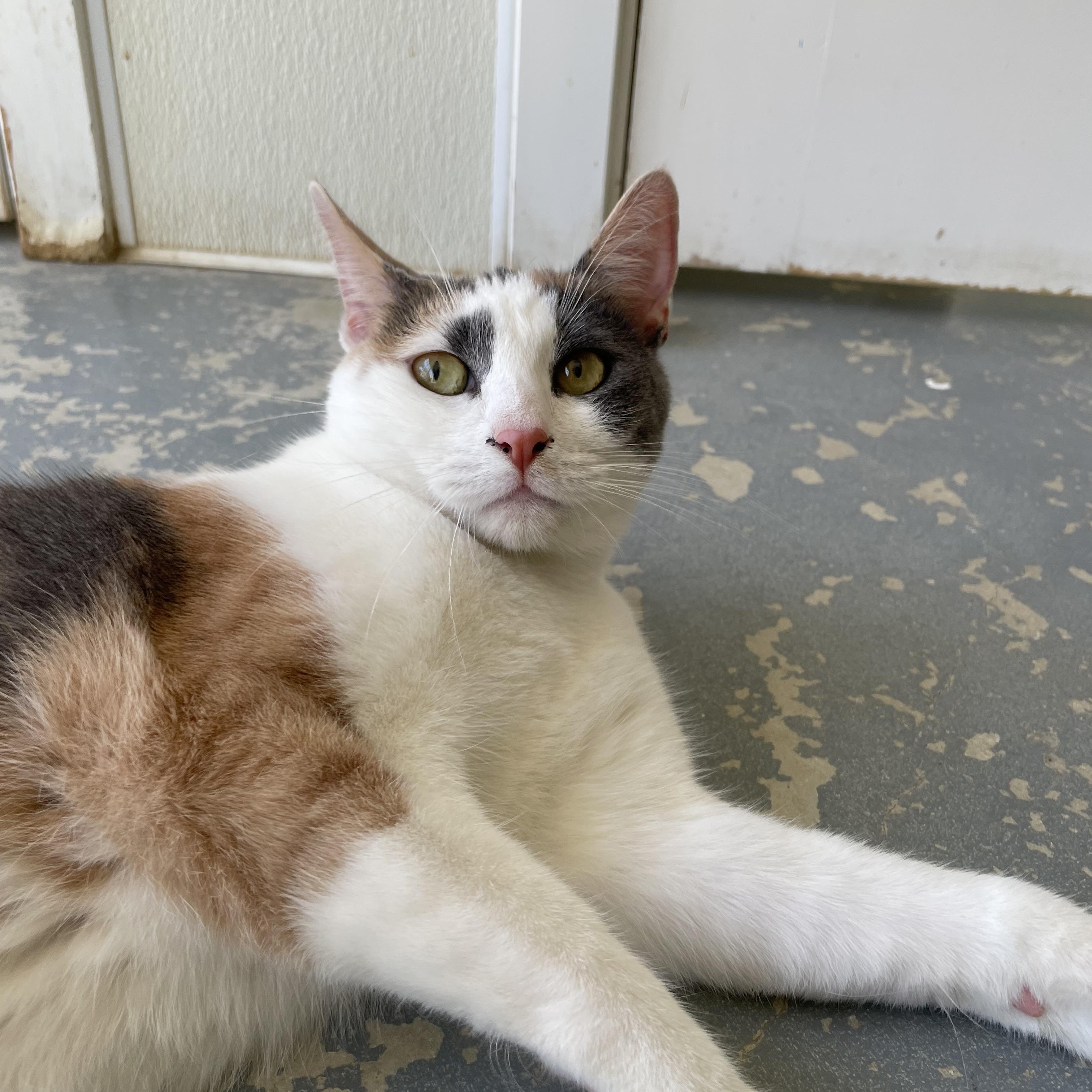 Enlarge Callie, an adopted mixed breed in Hollister, CA image 2/6