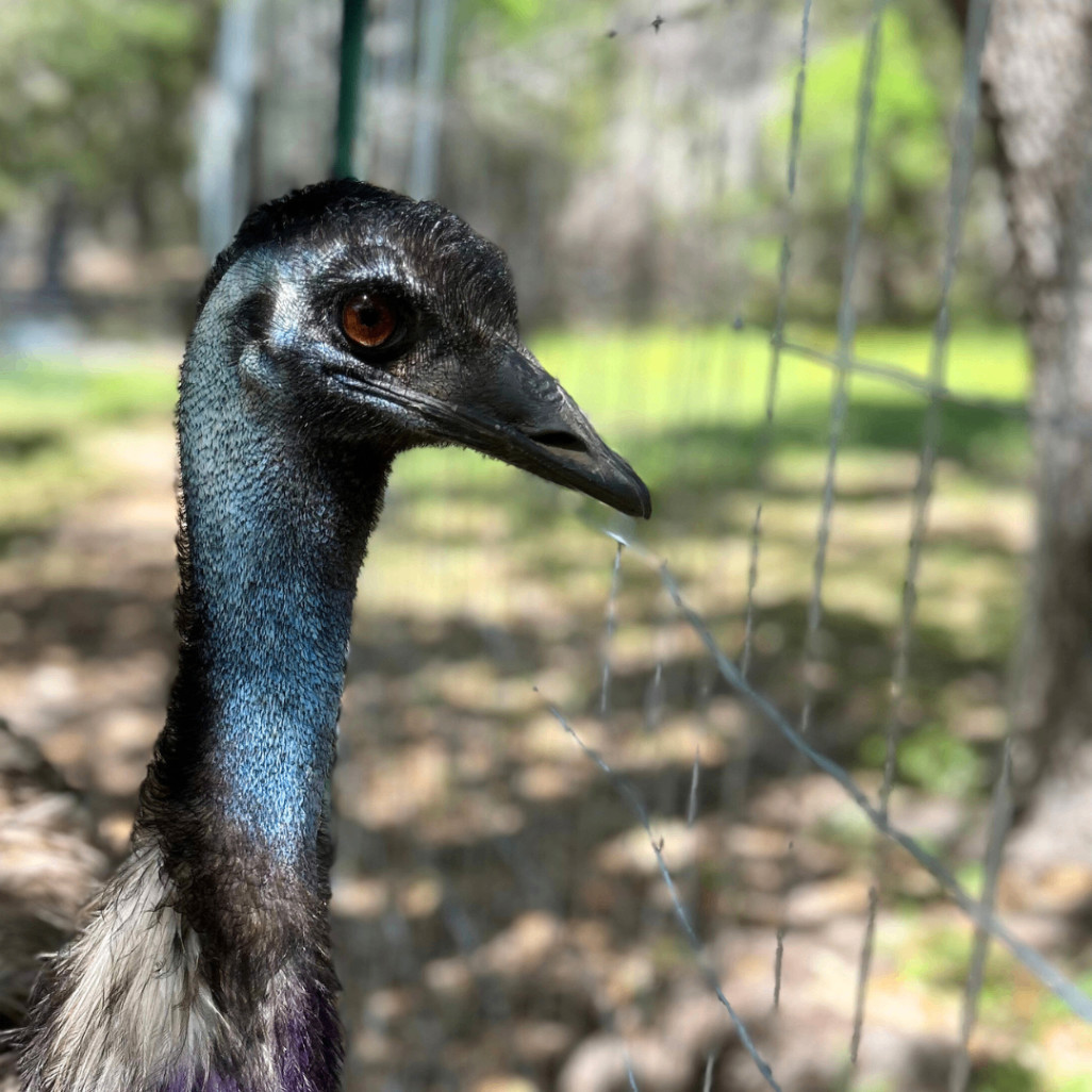 Enlarge Michelle, a Adopted Emu in Bulverde, TX image 1/1