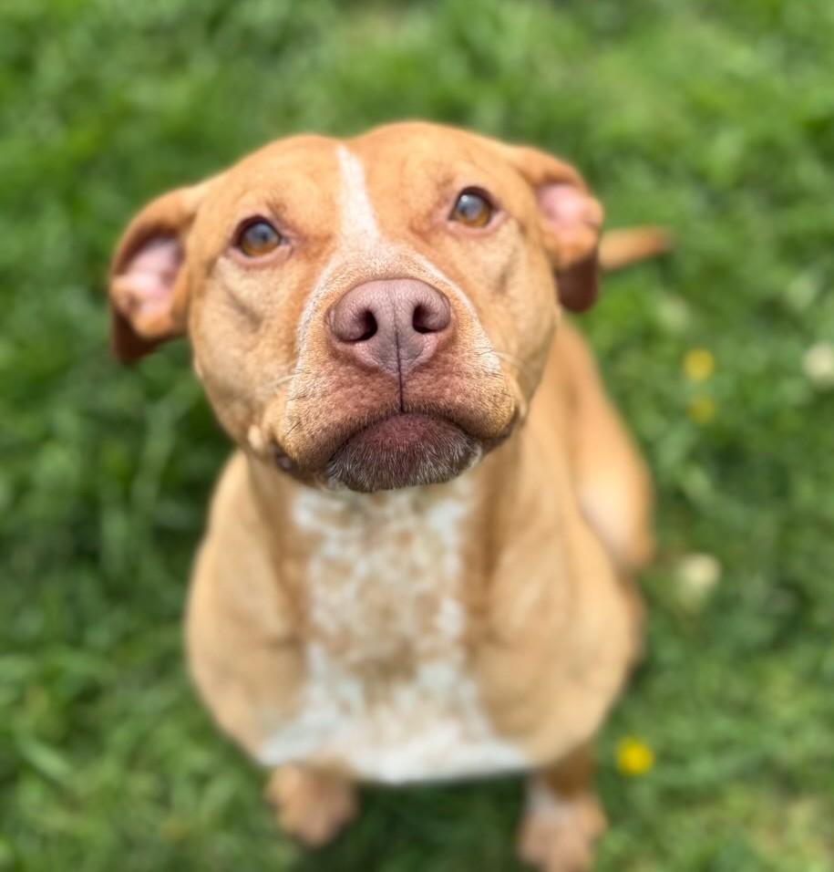MEDUSA, adoptable, Adult Female Pit Bull Terrier & Labrador Retriever.