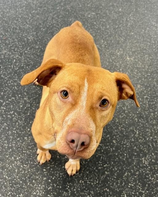 MEDUSA, a Adoptable mixed breed in Belmont, NY image 3/4