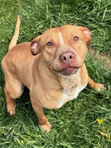 MEDUSA, a Adoptable mixed breed in Belmont, NY image 2/4