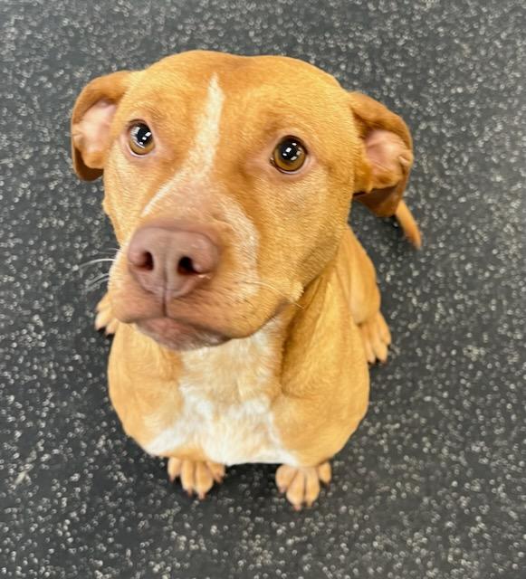 MEDUSA, a Adoptable mixed breed in Belmont, NY image 4/4