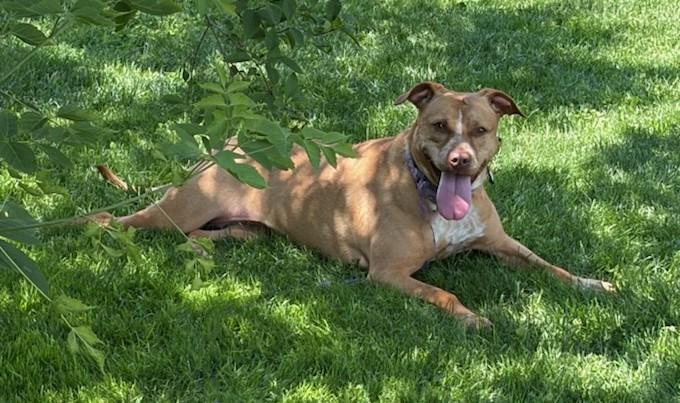 MEDUSA, an adoptable mixed breed in Belmont, NY image 2/6