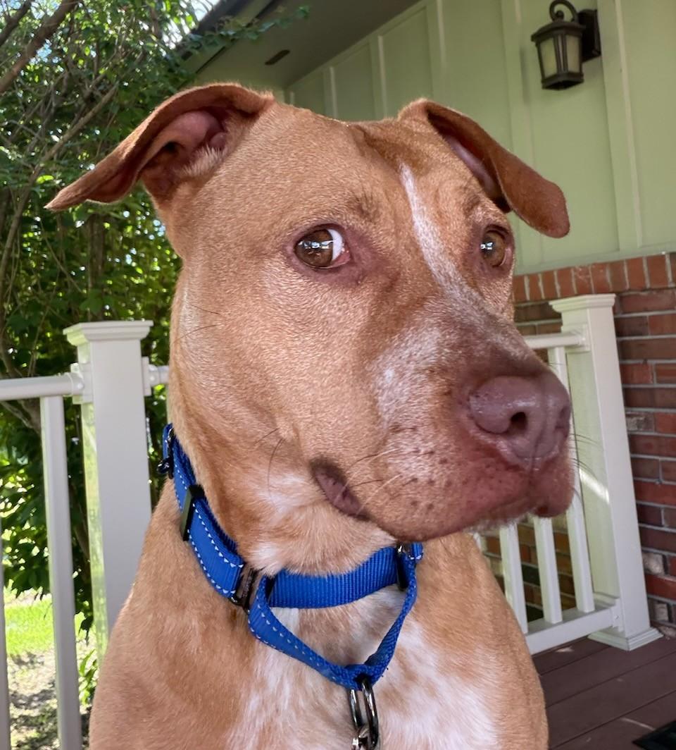 MEDUSA, an adoptable mixed breed in Belmont, NY image 6/6