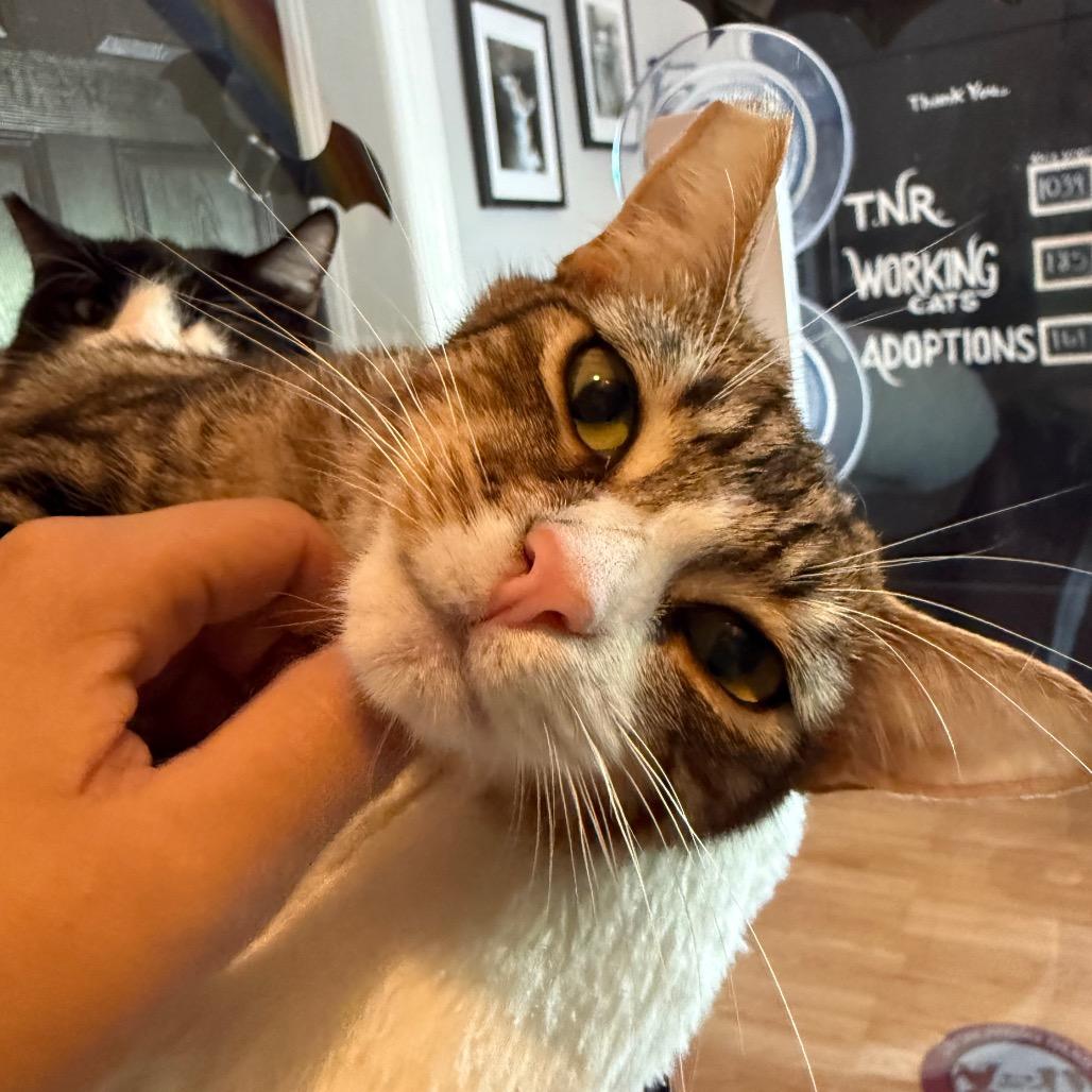 Smudge, Adoptable, Young Female Domestic Short Hair.