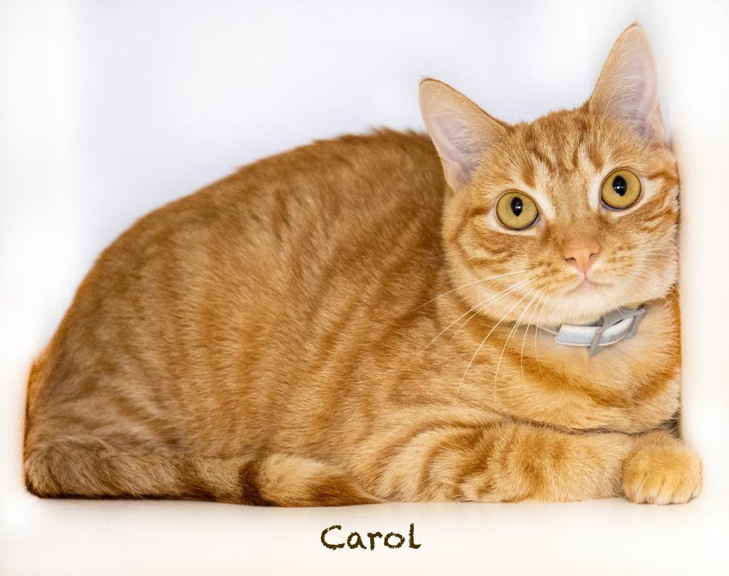 Enlarge Nala, a Adoptable mixed breed in Hot Springs Village, AR image 1/1