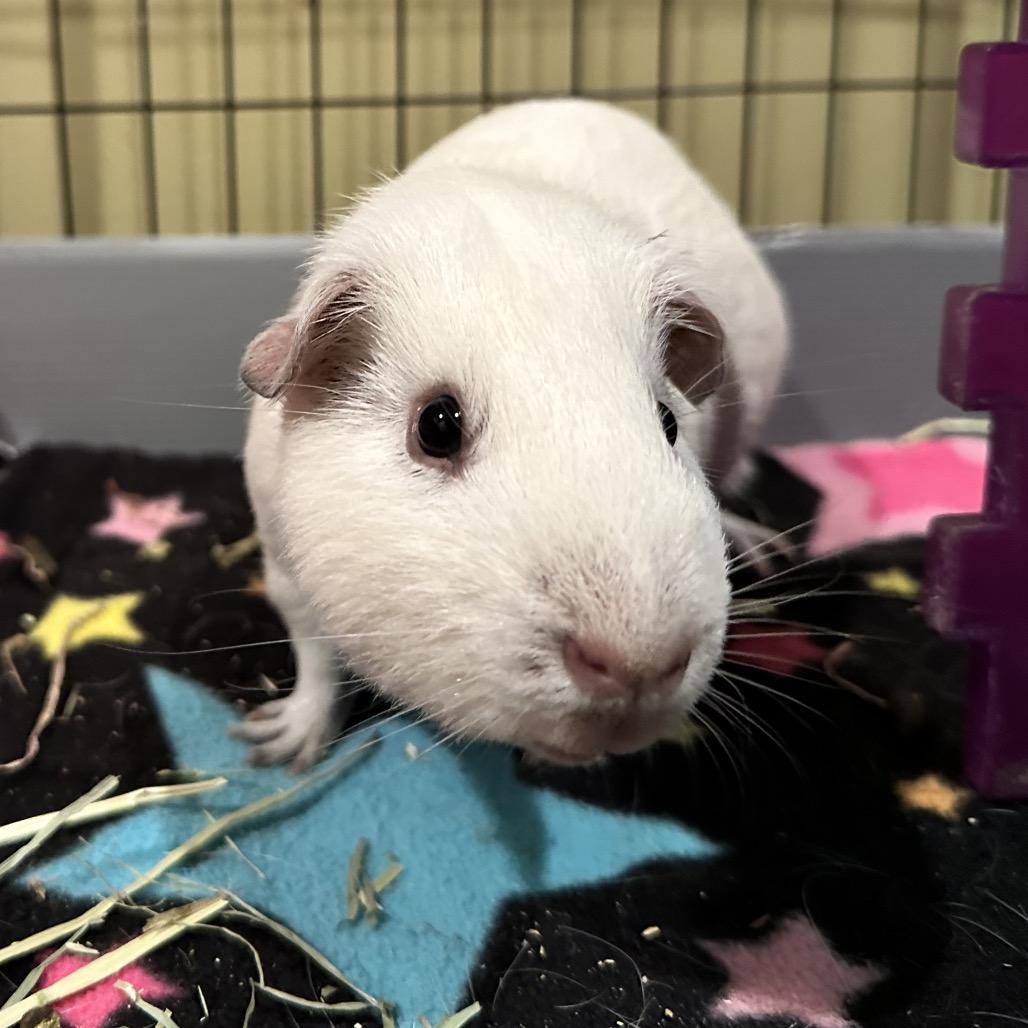 Enlarge Nibbs (bonded with Toodles), a Adoptable Guinea Pig in Decatur, GA image 1/1