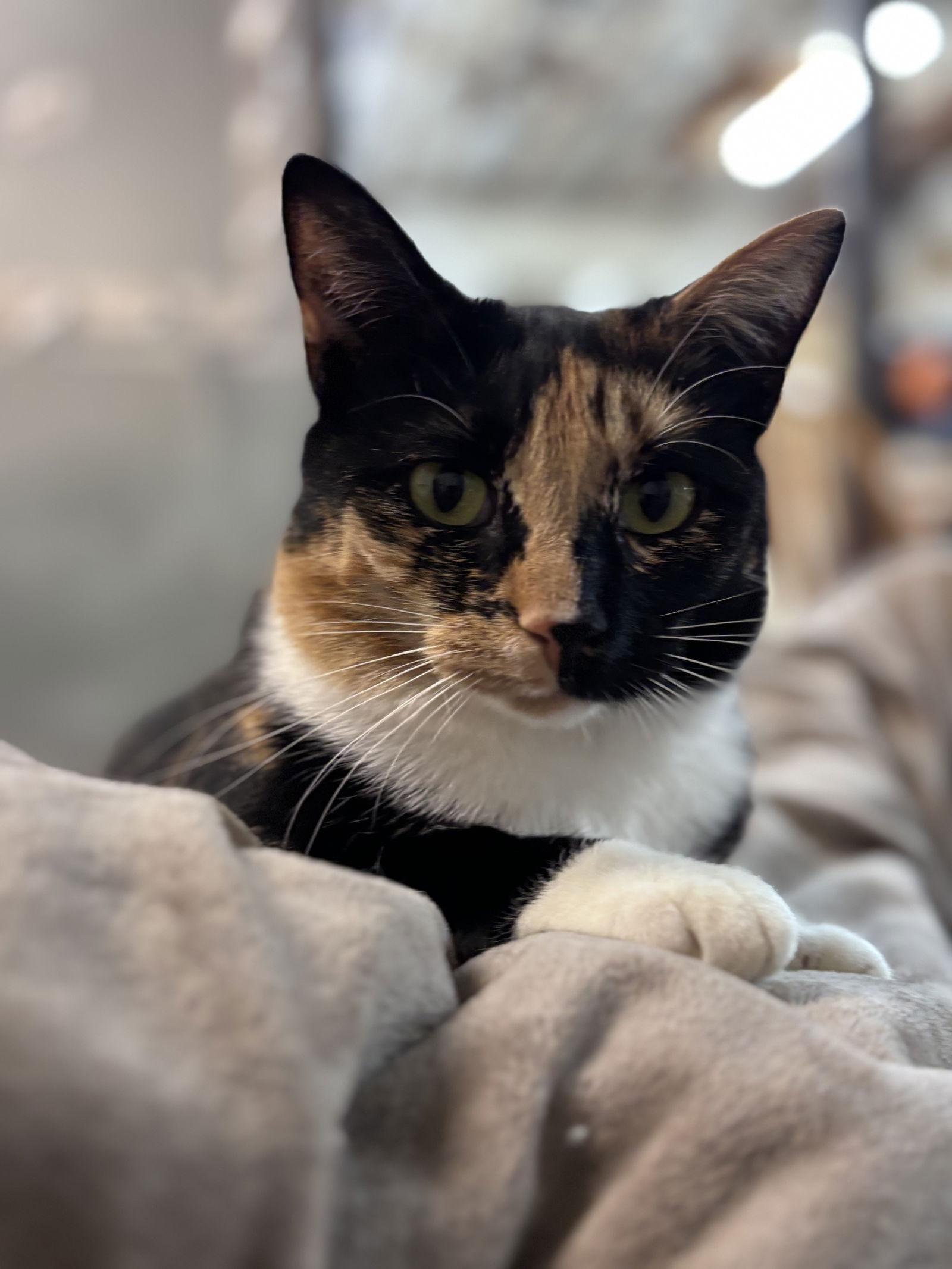 Lucille: Not at shelter (Barbe), a Adoptable Domestic Short Hair in Rustburg, VA image 1/5