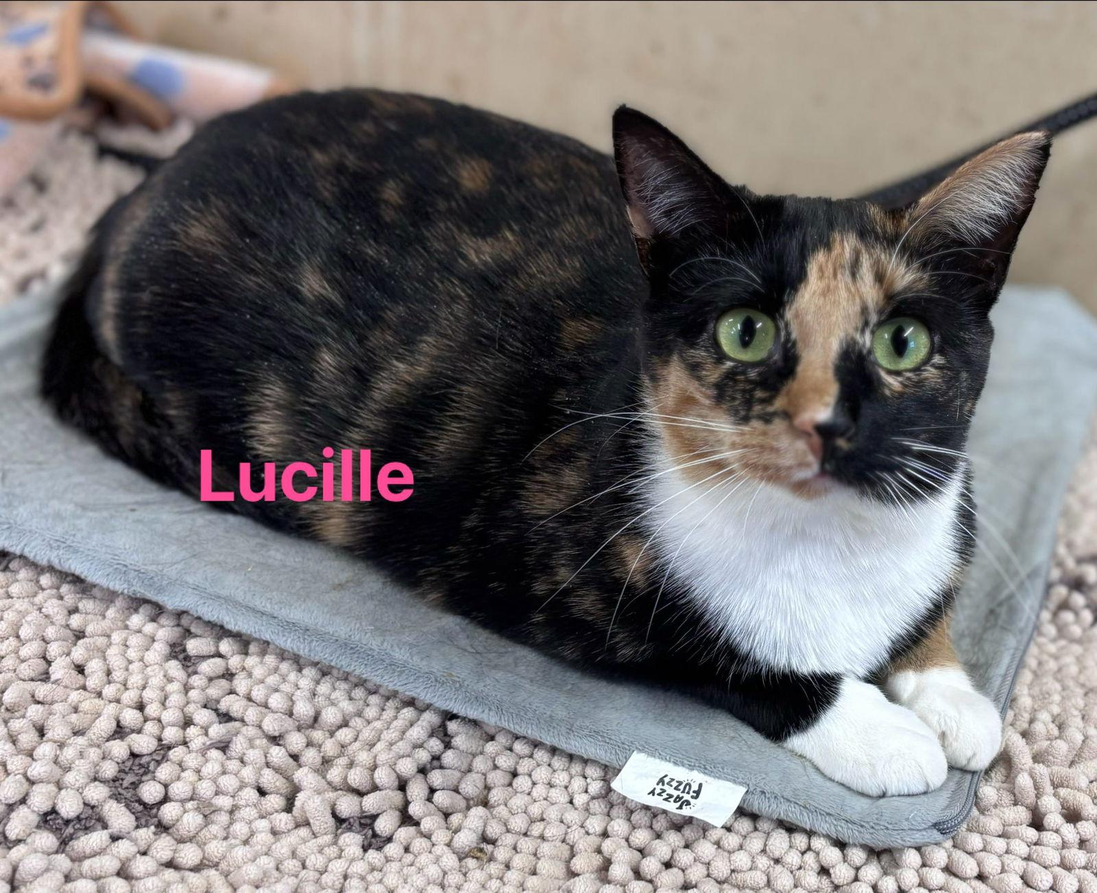 Lucille: Not at shelter (Barbe), Adoptable, Adult Female Domestic Short Hair.
