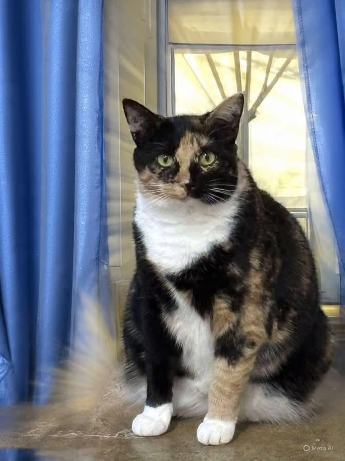 Lucille: Not at shelter (Barbe), a Adoptable Domestic Short Hair in Rustburg, VA image 3/5