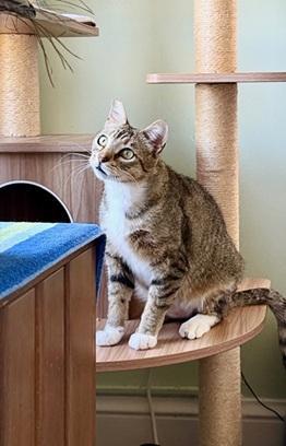 Tucker, Adoptable, Adult Male Domestic Short Hair & Tabby.