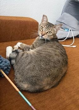 Enlarge Tucker, a Adoptable mixed breed in San Francisco, CA image 2/6