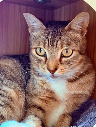 Enlarge Tucker, a Adoptable mixed breed in San Francisco, CA image 5/6