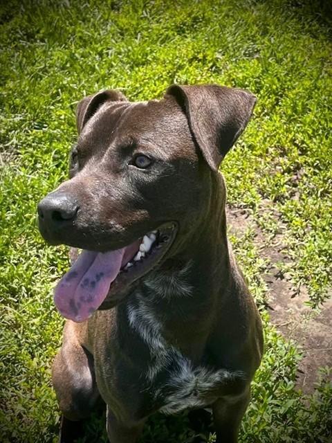 RALO, Adoptable, Young Male Staffordshire Bull Terrier.