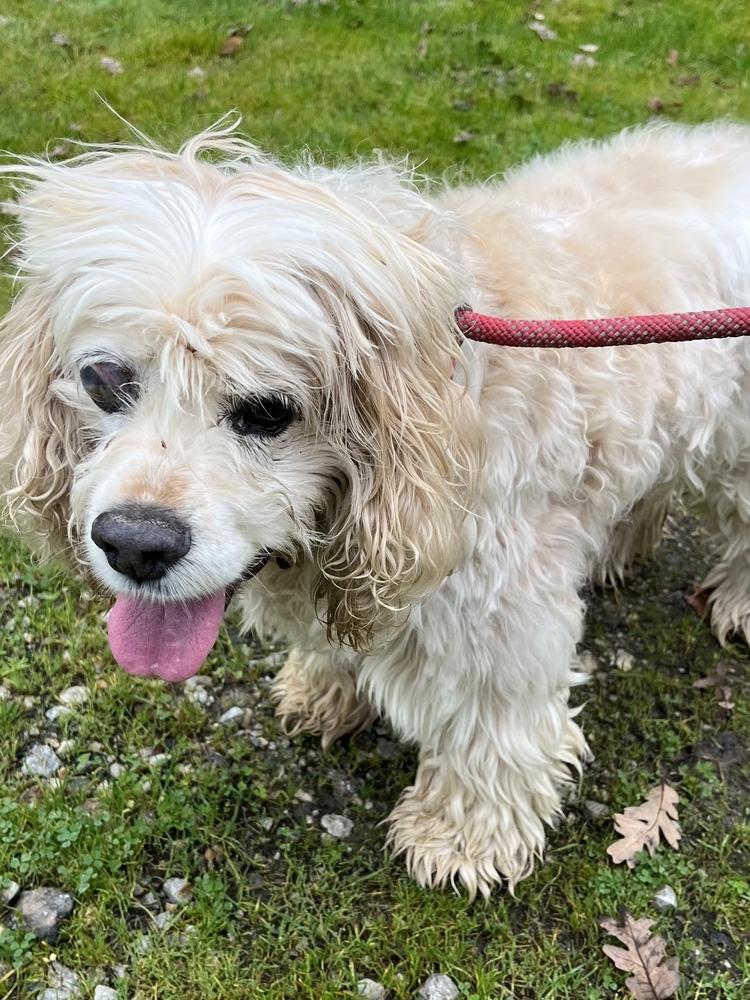 Wally, Adoptable, Adult Male Cocker Spaniel.