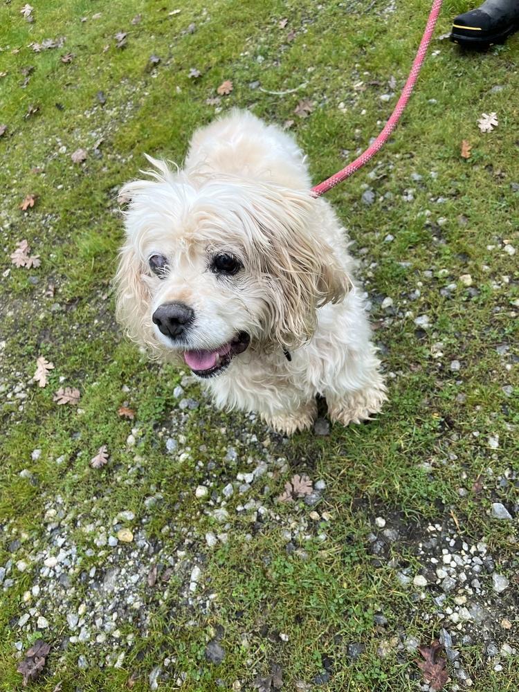 Enlarge Wally, a Adoptable Cocker Spaniel in Jamestown, CA image 2/3