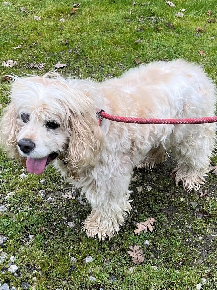 Enlarge Wally, a Adoptable Cocker Spaniel in Jamestown, CA image 3/3